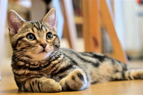 猫死|猫の突然死とは？突然死の原因や早期発見の方法、予。